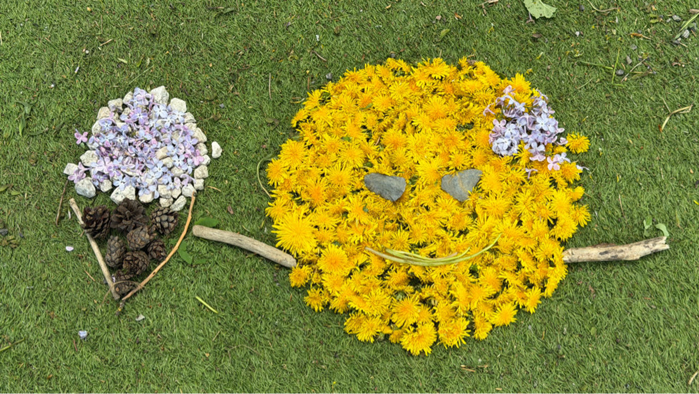 en gul blomst med lilla og hvite blomster i et gressområde